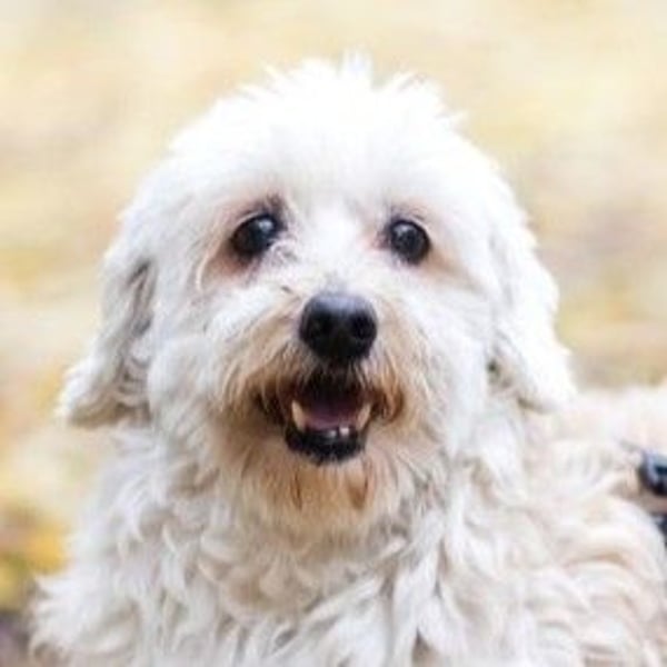 HATCHI-sehr anhänglicher,zärtlicher,lieber kleiner Bub auf der Suche nach seinem liebevollen Zuhause