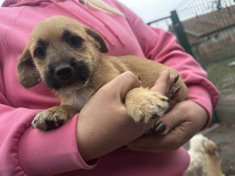 Zoe, geboren 13.10.2025 sucht ihr Zuhause