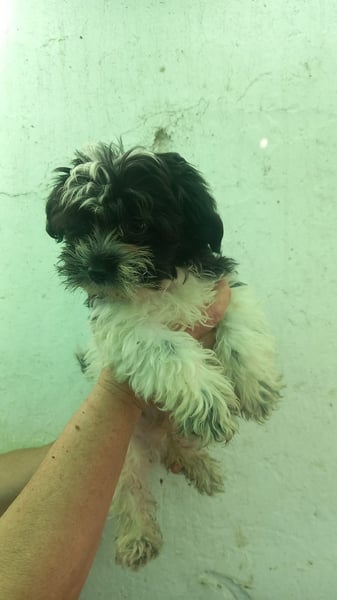 Nokedli, zuckersüßer Malteser Mixwelpe geb. 2025