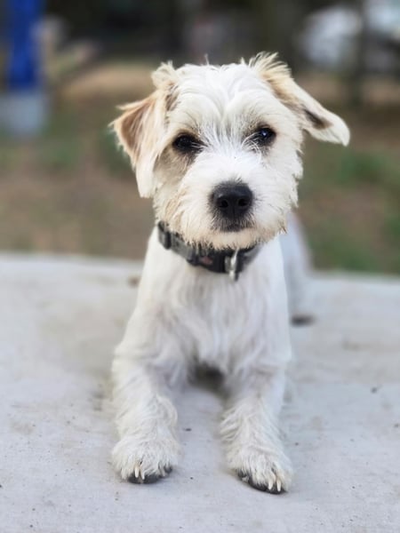 Pepe, pfiffiger Maltesermix Junghund geb. 2024