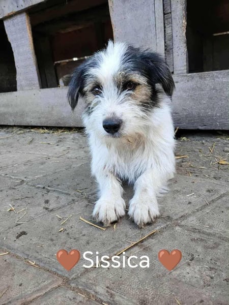 SISSICA - gerettet von der Straße nahe Slatina