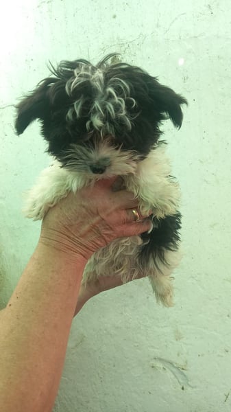 Nudli, verspielter Malteser Mixwelpe geb. 2025