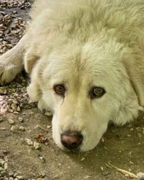 Luke - geboren, um zu schützen...