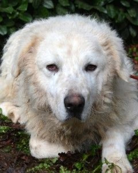 Gherardo - Ein Adler bleibt ein Adler...