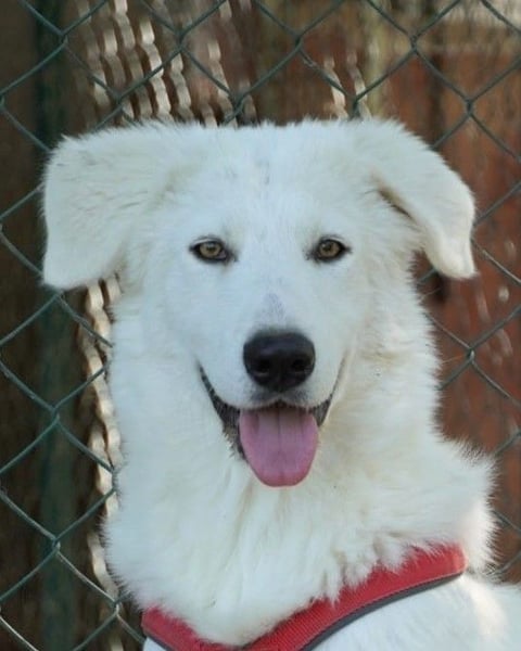 Mona - eine weiße Herzensbrecherin und ihre drei Schwestern