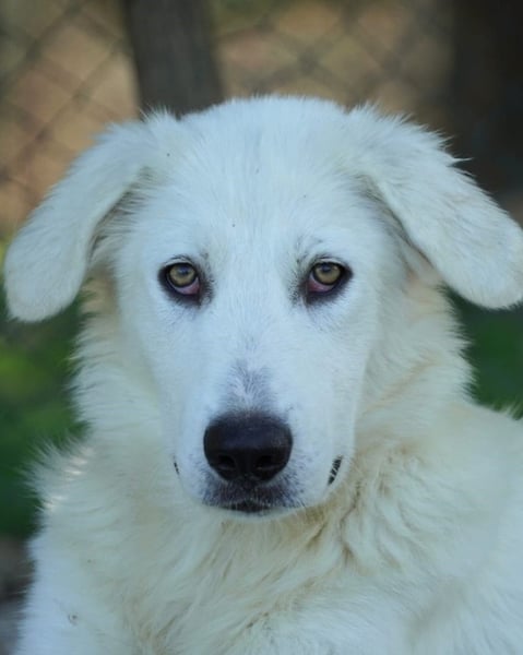 Madea - eine weiße Herzensbrecherin und ihre drei Schwestern