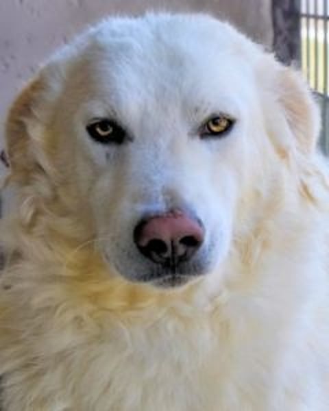 Folquet - Im falschen Leben