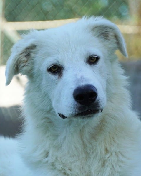 Mira - eine weiße Herzensbrecherin und ihre drei Schwestern