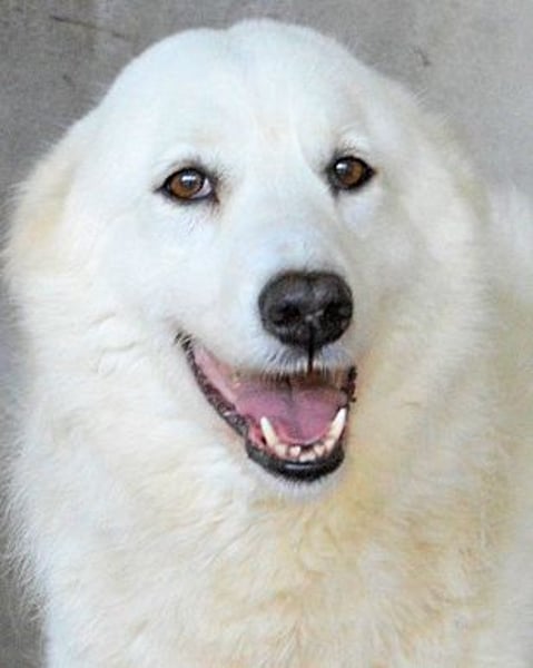 Amaya - So schön und so schrecklich?