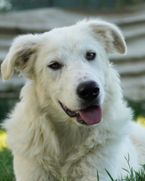 Mulan - eine weiße Herzensbrecherin und ihre drei Schwestern