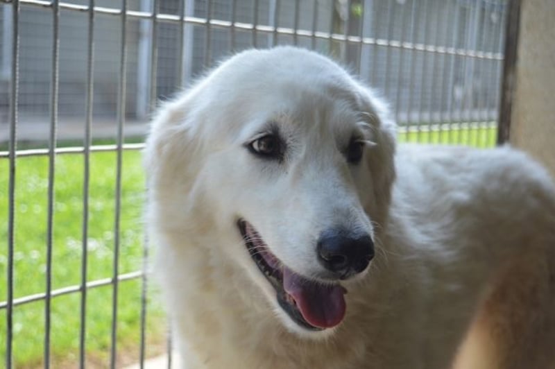 Amaya - So schön und so schrecklich?