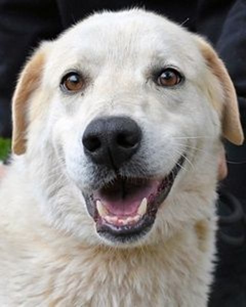 Neeko - Traumhund sucht Traummenschen