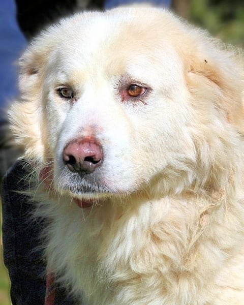 Eluard - Hoffnung auf echte Freundschaft!