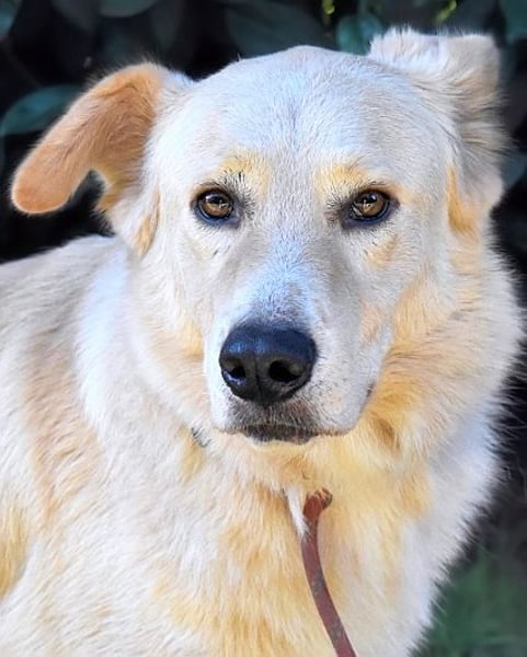 Antiloco - Nur ein Wunsch: endlich nach Hause!