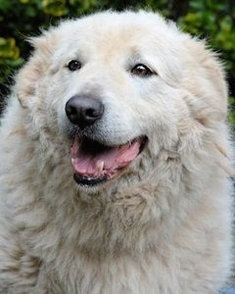 Tallulah - Grandezza auf vier Pfoten!