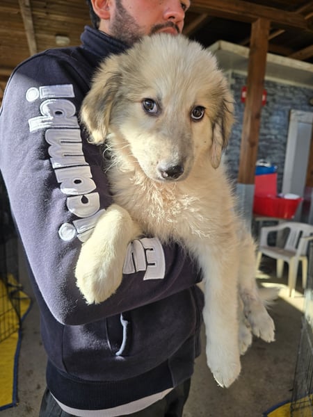 Tancredi: ein Wuschel zum Verlieben