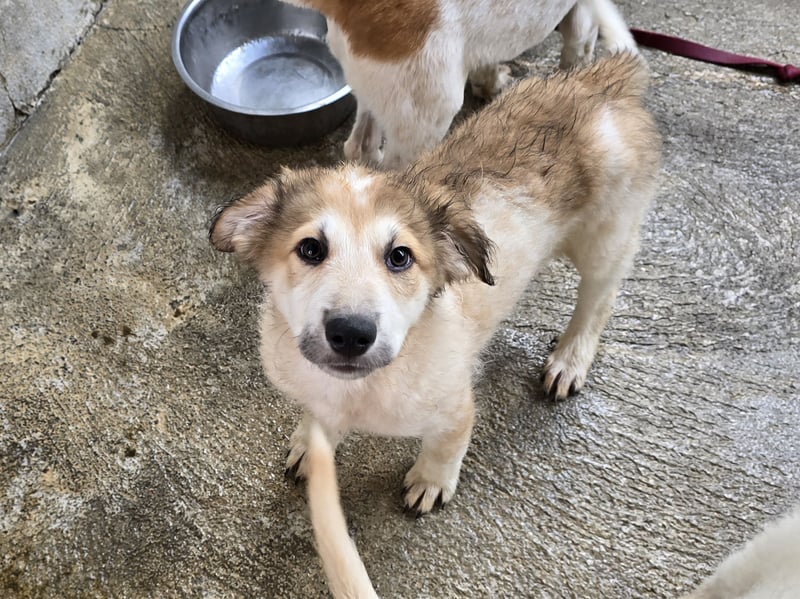 Tito: ein Wuschel zum Verlieben