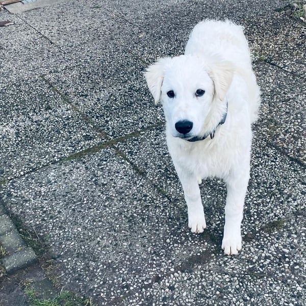 Cappuccino: "kleiner" Lausbub wartet in Coesfeld