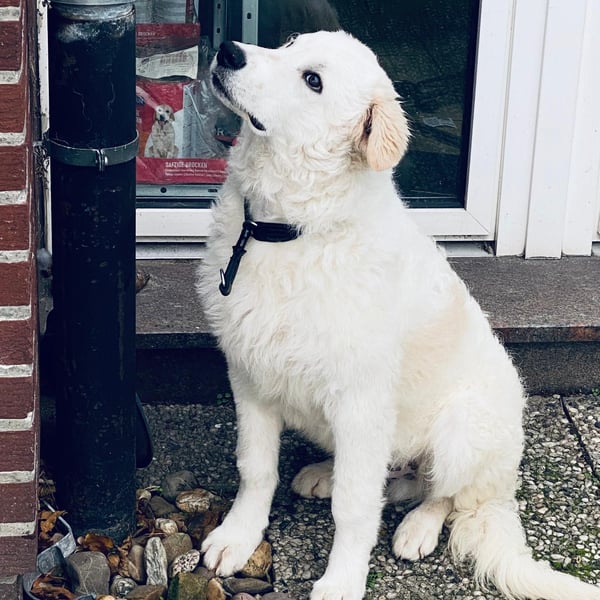 Cappuccino: "kleiner" Lausbub wartet in Coesfeld