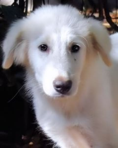 Cedro - Verständnis, Liebe & Geduld!