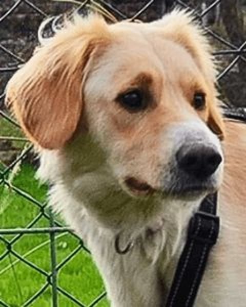 Neve - vorsichtig, anhänglich und bereit zu vertrauen