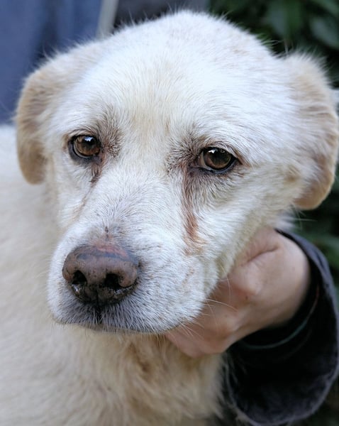 Talete - NOTFALL - Wenn man ehrlich ist