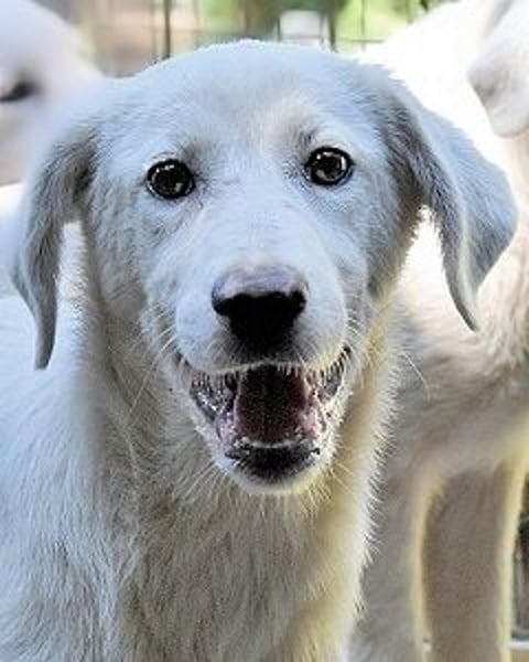 Ravelyn - Weiß, klug und wunderschön