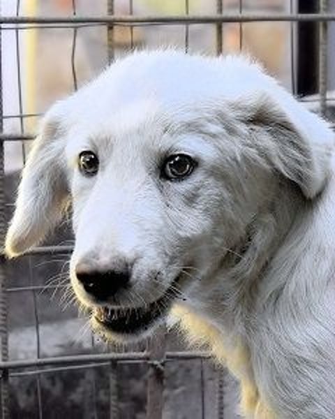 Radulf - Weiß, klug und wunderschön