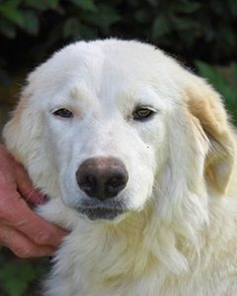 Kandie - Allein im Grau