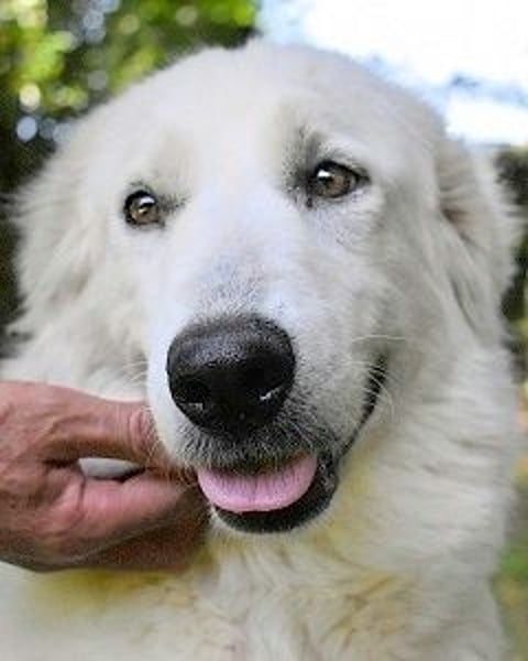 Ariotte - Weiße Schönheit liebt Menschen und sucht Dich!