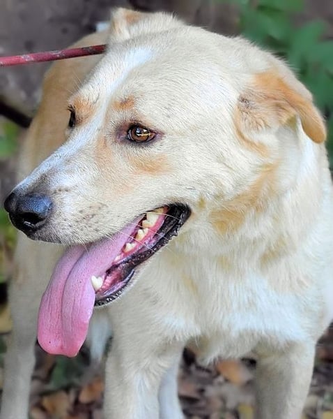 Admeto - Nur ein Wunsch: endlich nach Hause!