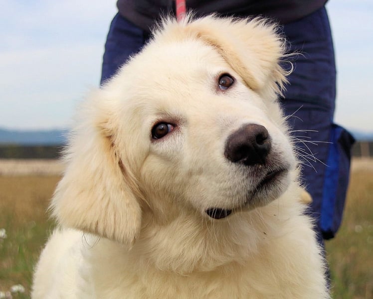 Garth - Kannst du machen, dass es nicht so lange dauert?