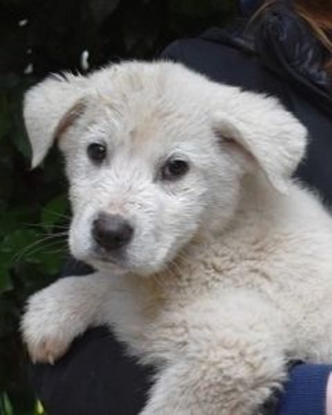 Harlan - So kleine Herzen...