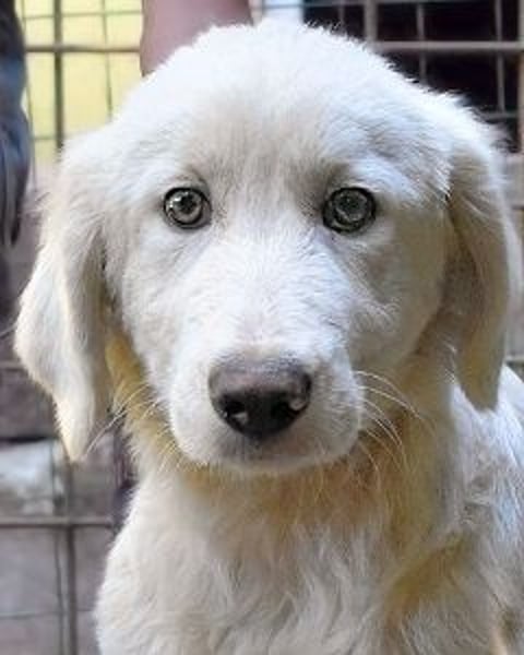 Rafael - Weiß, klug und wunderschön