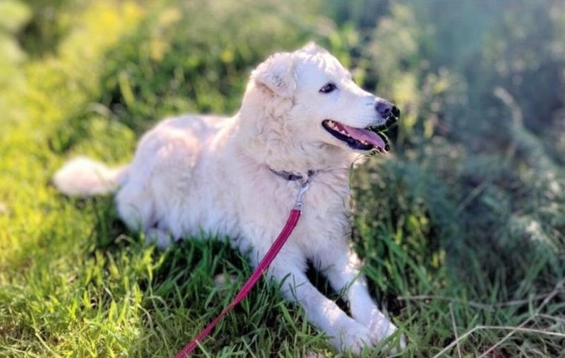 Bianca – Die liebevolle Maremmano-Mix-Hündin sucht ihre Herzensmenschen