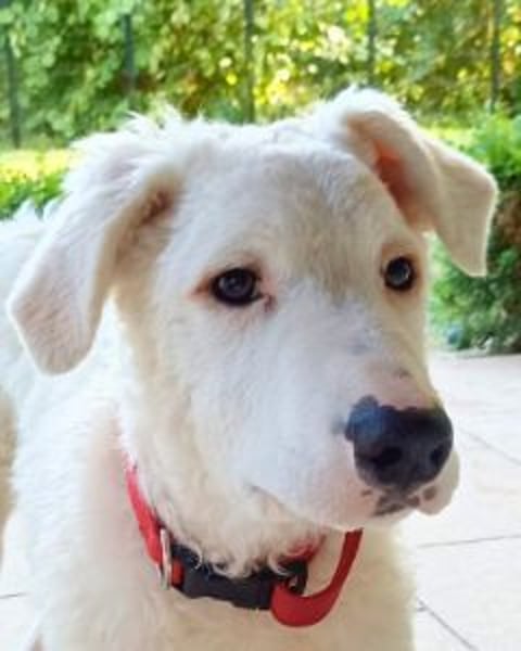 Bullo - Jede Menge tolle Dinge....
