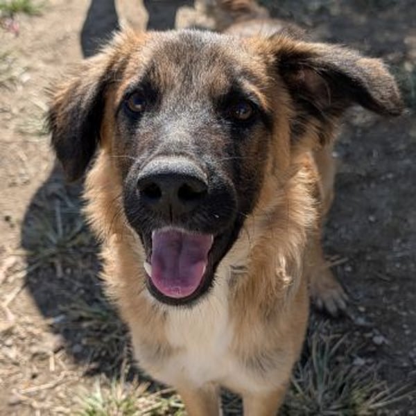 Flint, geb. ca. 03/2025, lebt in GRIECHENLAND, auf einer privaten Pflegestelle