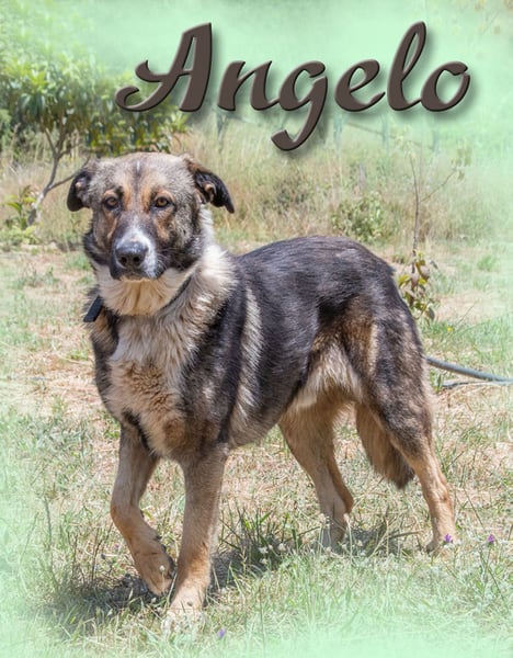 Angelo - ein sanfter Typ