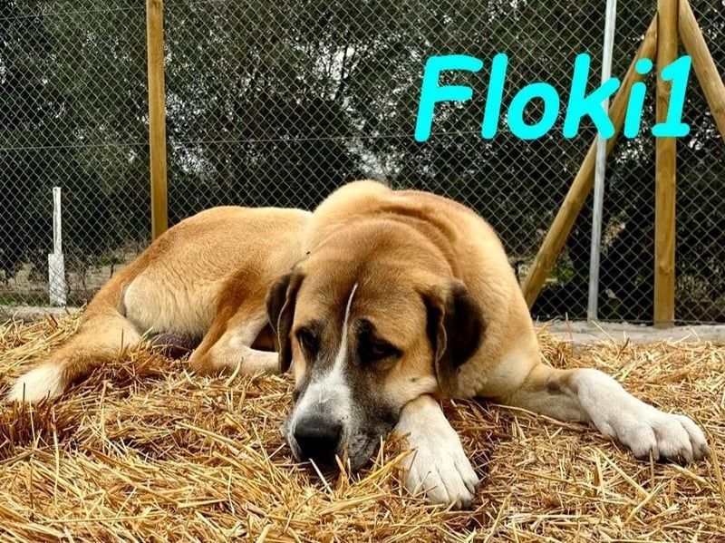 Floki1 geb. 10/2023 (ESP) - ausgeglichener, großer Mastín Español sucht Rassefans!