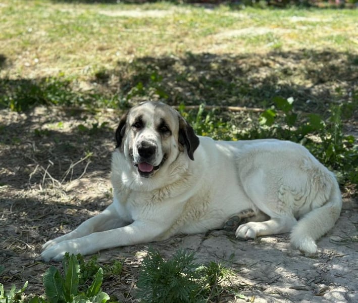 Hermine