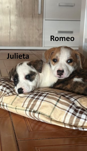 Julieta und Romeo