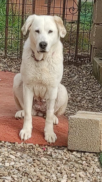 Dulce, Große Dame, kleines Herzblatt - liebevolle Hündin sucht Heim mit kleinem Hund