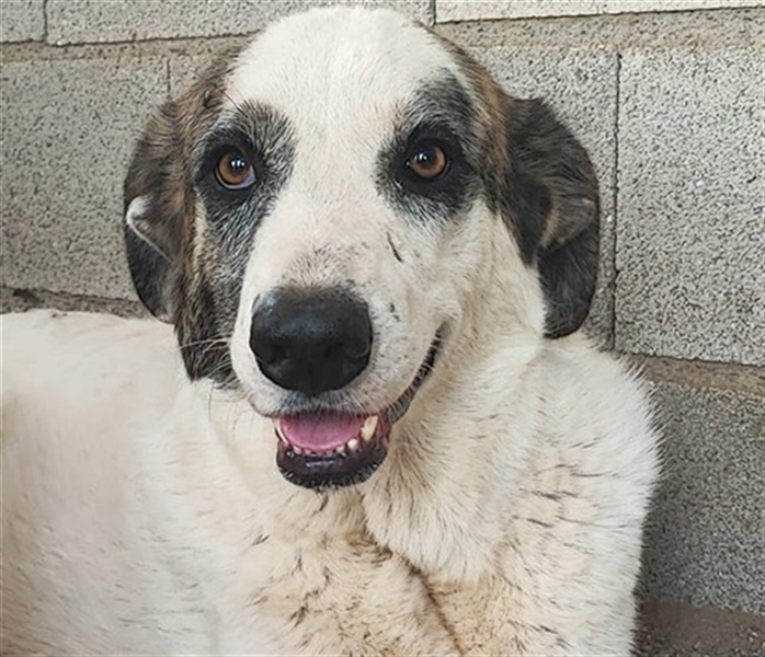 Milagros, wundervolle ausgeglichene Katzen und Kinderfreundliche Hündin