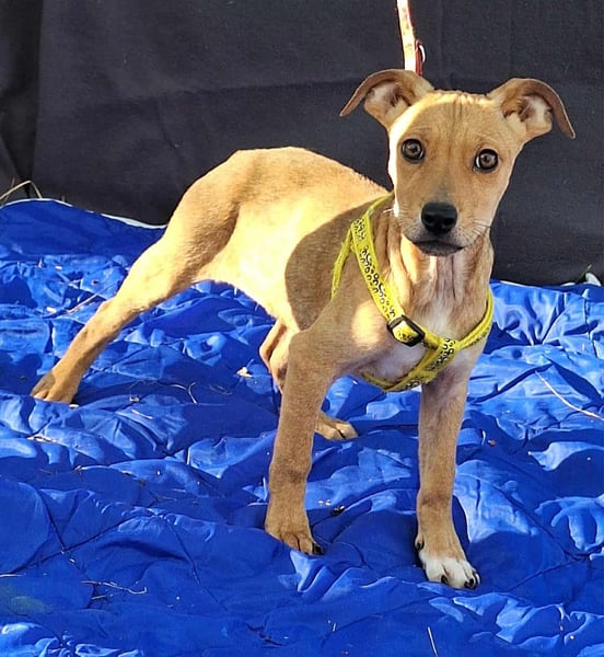 Die liebe, fröhliche Gita sucht ein Zuhause !