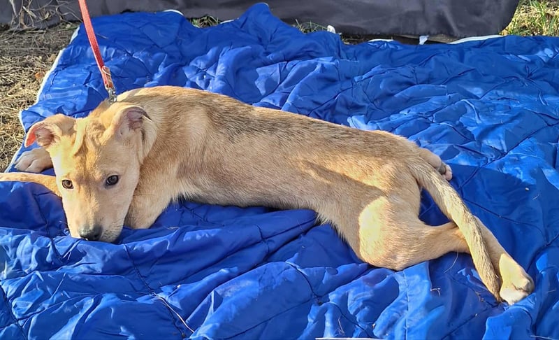 Der aktive, liebe Momoa sucht ein Zuhause !