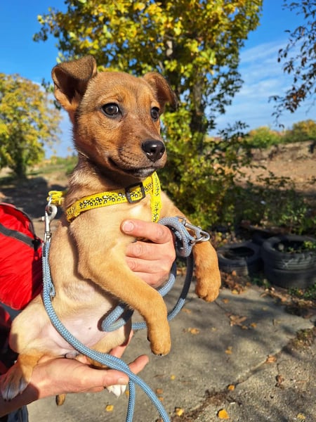 Linett ist liebm fröhlich und neugierig !