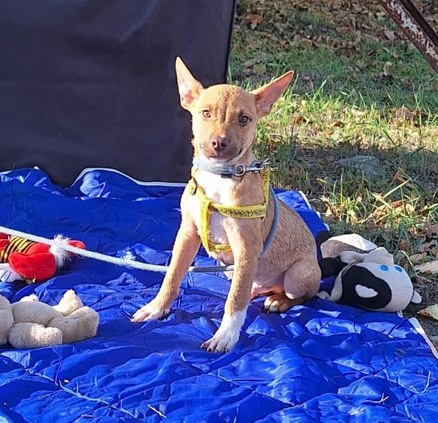 Der liebe, sanfte Robin sucht ein Zuhause !