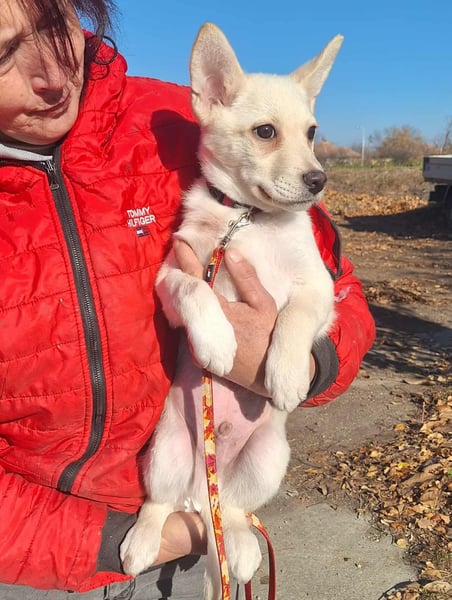 Der liebe Milo würde gerne ihr Begleiter werden !