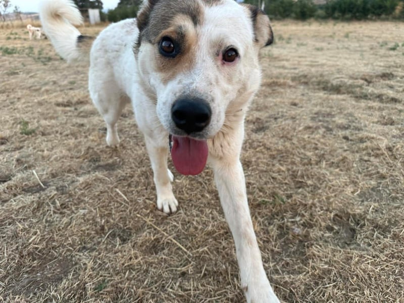 Lucy – eine sportliche Hündin sucht erfahrene Hände
