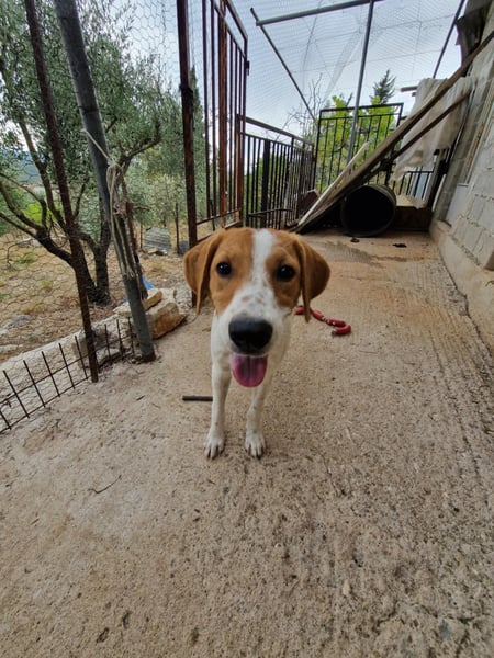 Dalia: agile Junghündin sucht Körbchen